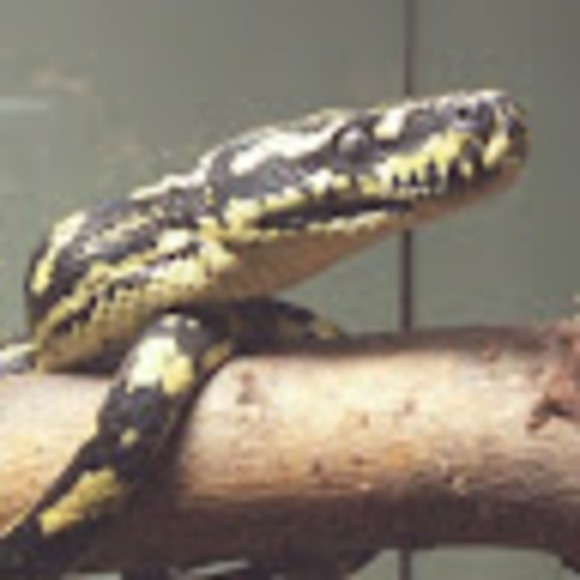 Meet your Posher, Joanne - Picture 1 of 1